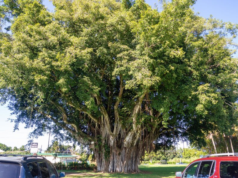 Banyan tree