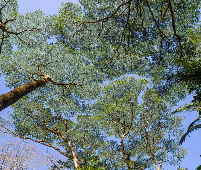 Albizia tree