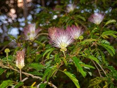 Monkeypod flower